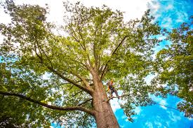 Best Fruit Tree Pruning  in Gordon, PA